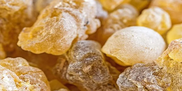 Aklınıza gelebilecek her hastalığa faydası var: iltihap karşıtı, bitiren rakip altın aday! Herkesin gözü onda tonlarca alıyorlar