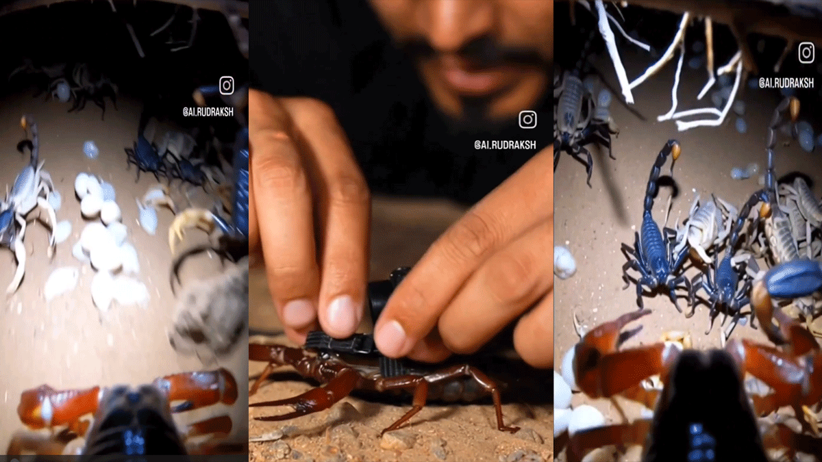 Akrebe casus kamera takıp yuvasına yolladı: Gördüğü manzara karşısında kanı dondu!