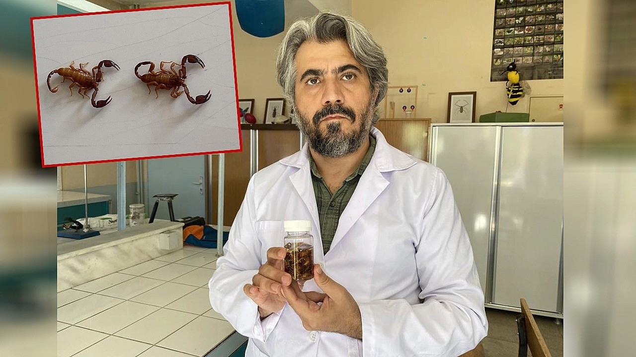 Akrebe eşinin adını veren profesör şaşırttı! Kafalar böyle karıştı