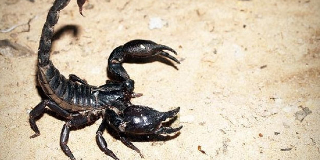 Akrep dehşeti! Uçak’ta soktu