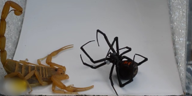 Akreple karadul örümceğinin tehlikeli savaşı