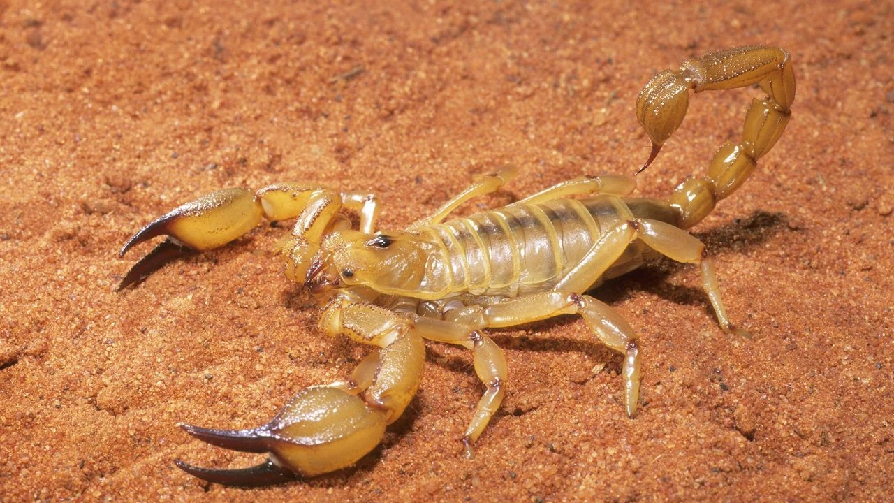 Akrepler sokaklara indi!