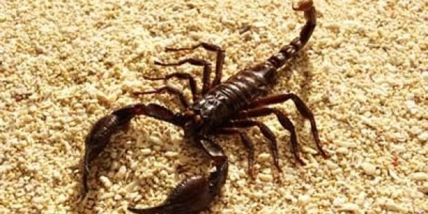 Akreplerle tehlikeli oyun!