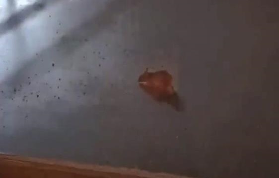 Akşam öyle sabah böyle! Simit tezgahında mide bulandıran görüntü