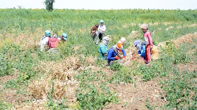 Aksaray sarımsak üretiminde iddialı