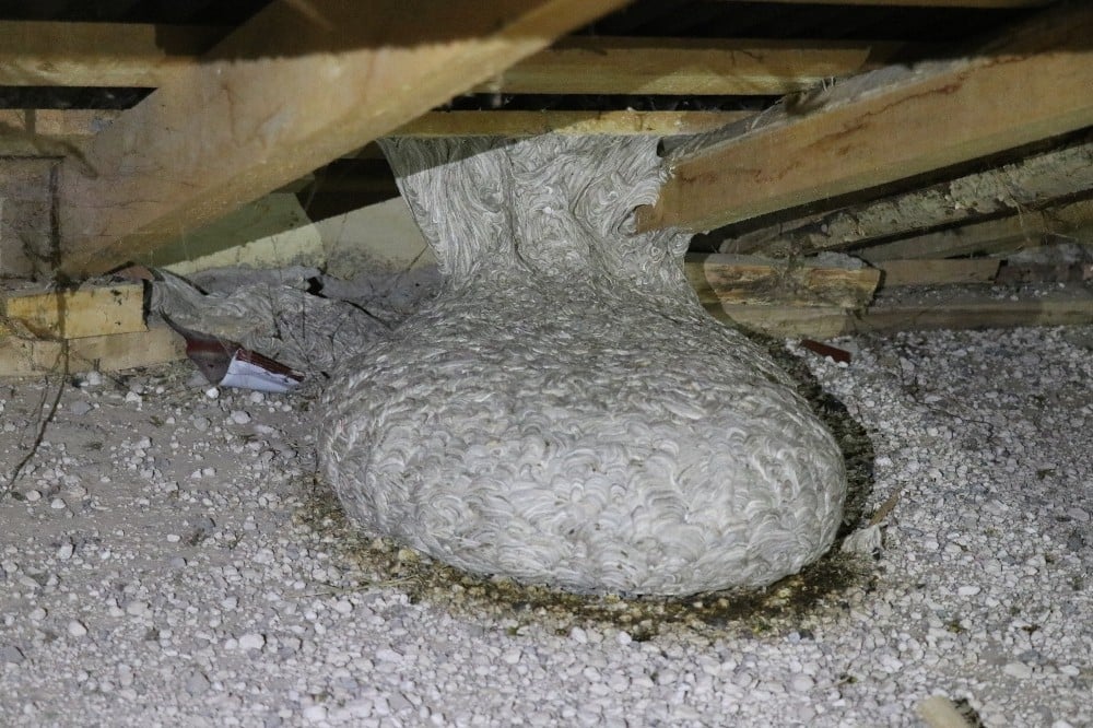 Aksaray’da apartmanın çatısında yaban arısı yuvası bulundu 