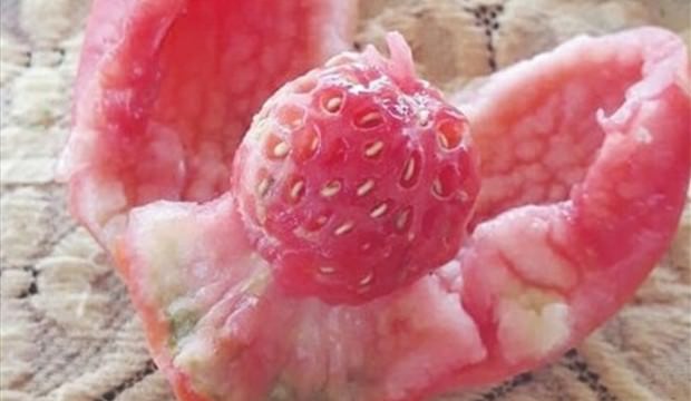 Aksaray'da domates diye dikti, çilek çıktı!