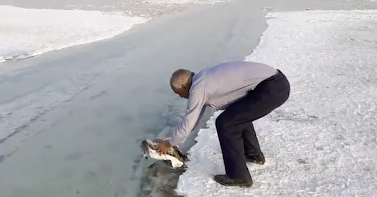 Aksaray'da uçarken çiftliğe düşen yavru flamingoya bakın muhtar ne yaptı?
