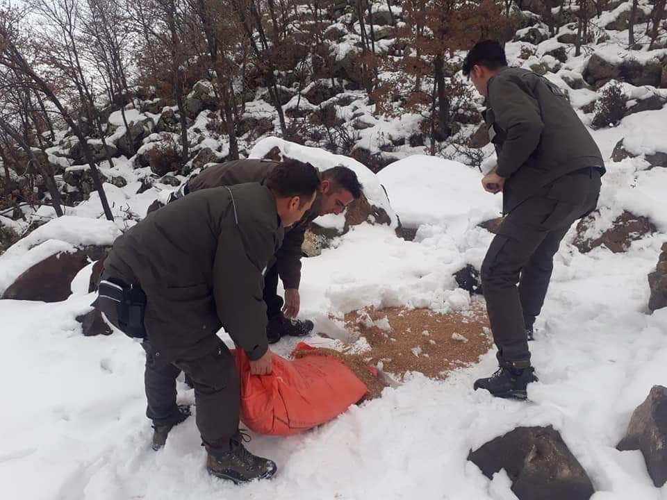 Aksaray’da yaban hayvanları için doğaya yem bırakılıyor 