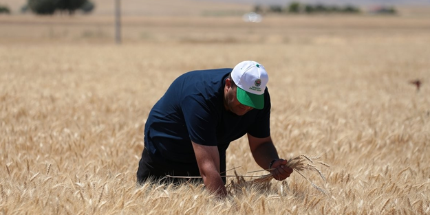 Aksaray'da yerli buğday hasat edildi