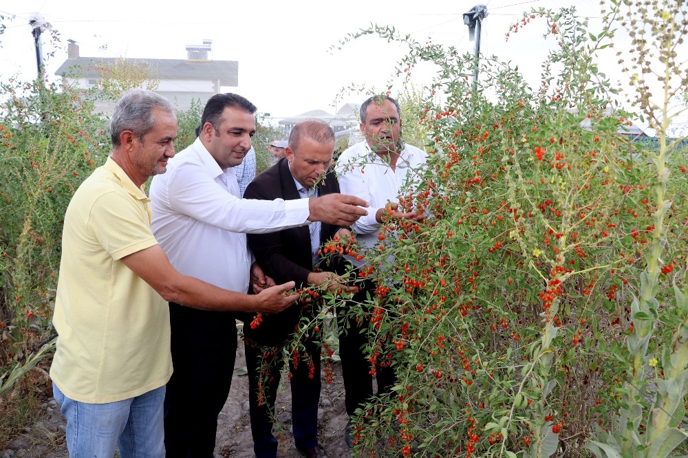 Aksaray’ın Oscar kalite ödüllü goji berry’si dünyaya ihraç ediliyor 