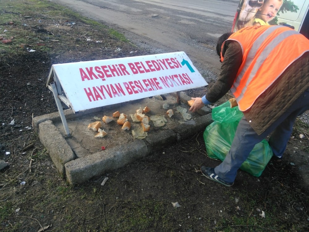Akşehir’de sokak hayvanları unutulmuyor 
