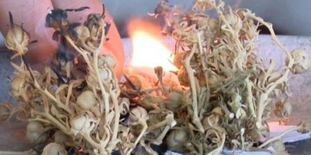 Aktarlarda yok satıyor! Maddi ve manevi şifa sağlıyor