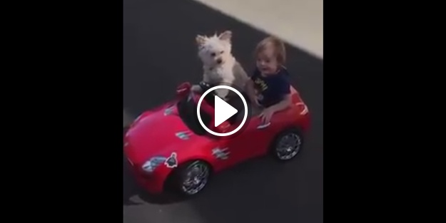 Akülü araba süren köpek