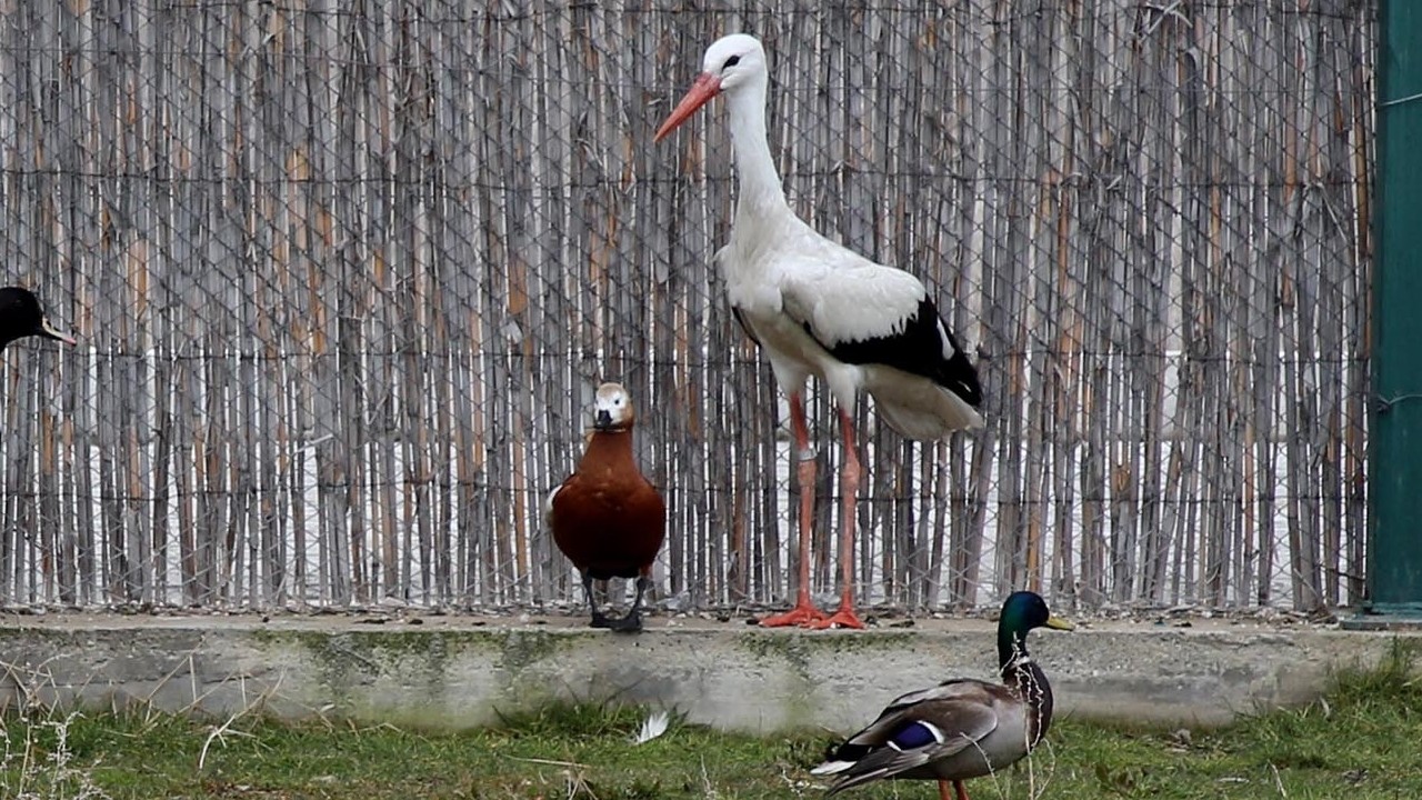 AKÜREM’de Tedavileri tamamlanan yaban hayvanları özgürlüğe kanat çırptı
