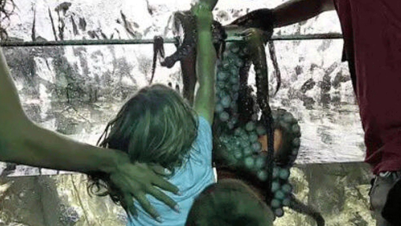 Akvaryumda dehşet! Dev ahtapot 6 yaşındaki çocuğu yemeye çalıştı