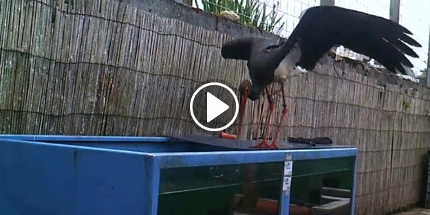 Akvaryumda ziyafet çekti