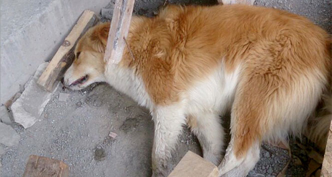 Akyaka'da köpek katliamı