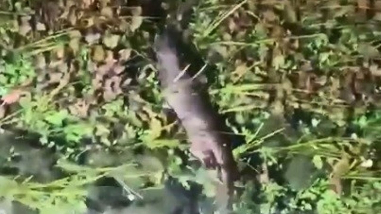 Akyaka’da nesli tükenmek üzere olan o hayvan görüldü