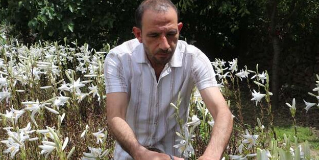 Akzambaktan tek hasatta 500 bin lira civarında kazanıyor: Herkes bunu yapmaya başladı