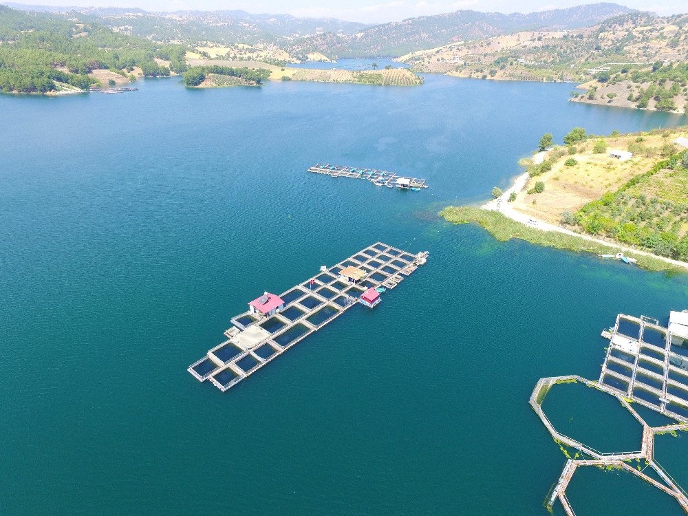 Alabalıktan yıllık 8 milyon euro gelir 
