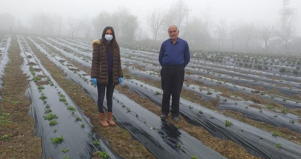 Alaçam’da çilek yetiştiriciliği teşvik ediliyor 