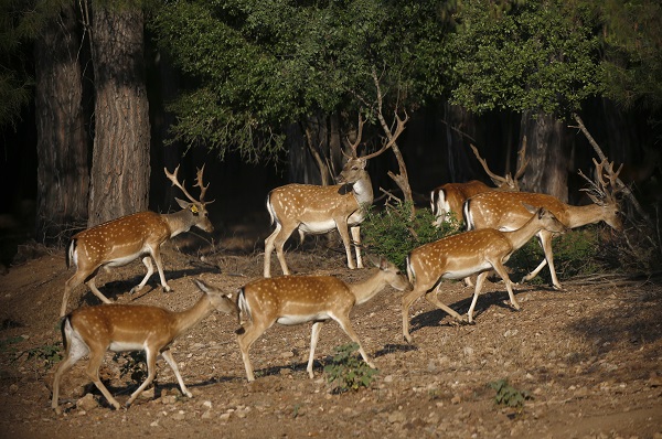 Alageyiklerin nesli böyle korunuyor