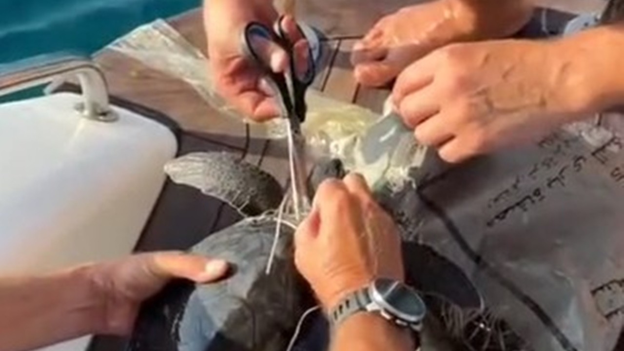 Alanya açıklarında plastik çuvala dolanan yavru caretta caretta kurtarıldı