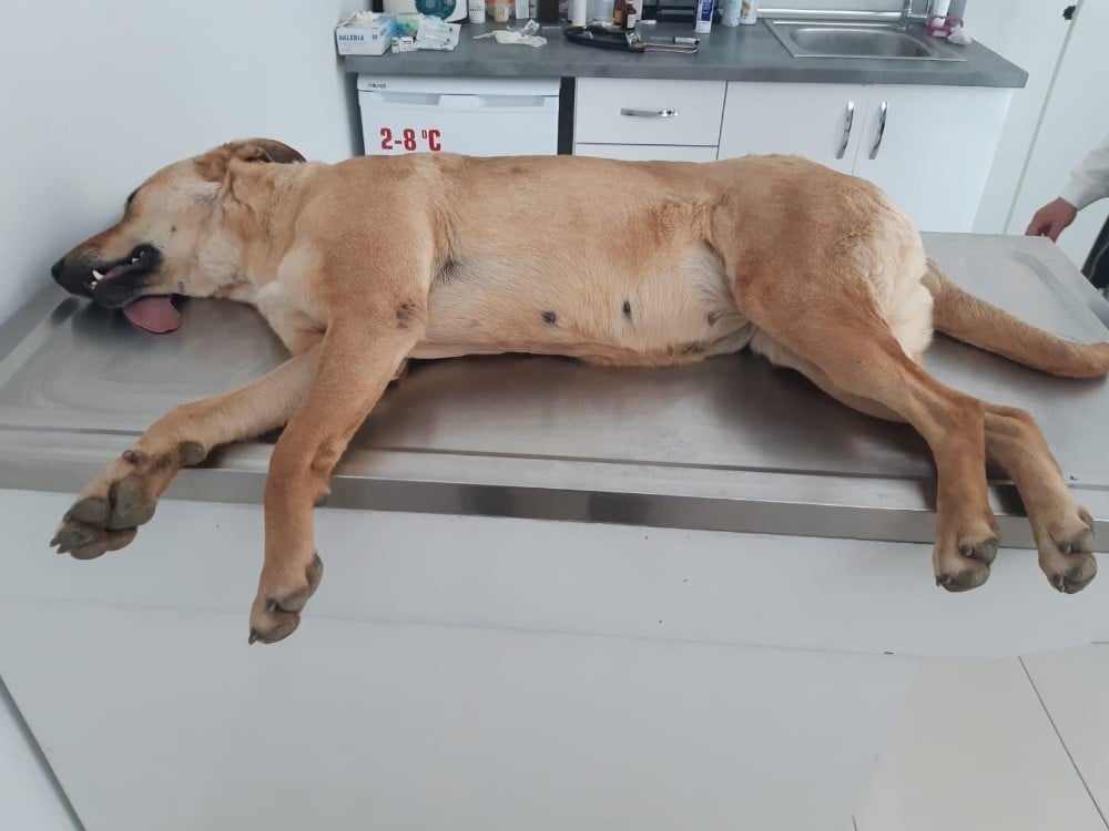 Alanya’da 2’si yavru 4 sokak köpeği zehirlenerek telef edildi 