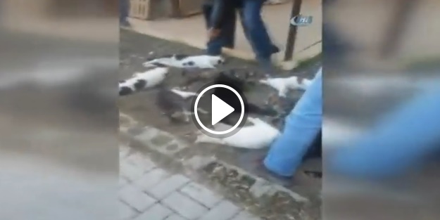 Alanya'da 30 kediyi katlettiler!