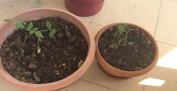 Alanya'da 7 kök hint keneviri ve 37 gram esrar ele geçirildi