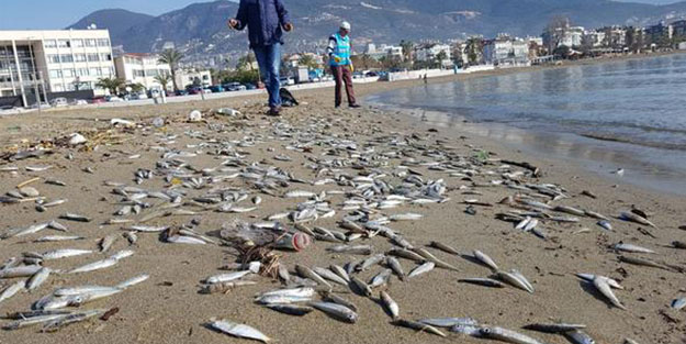 Alanya'da binlercesi karaya vurdu! Korkutan görüntü hakkında inceleme başlatıldı