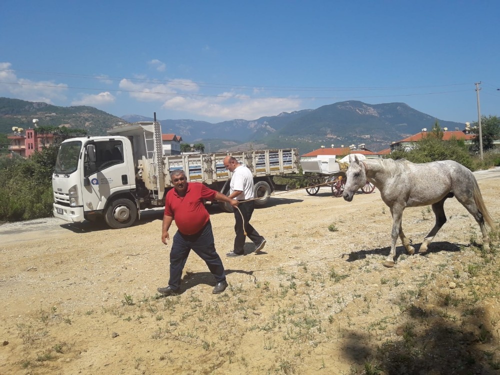 Alanya’da fayton faaliyeti sona erdi 