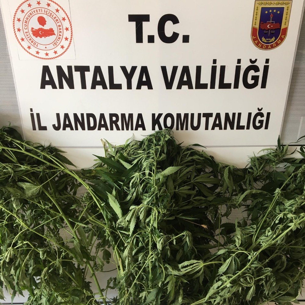 Alanya’da jandarmadan uyuşturucu bitki yetiştirenlere baskın 