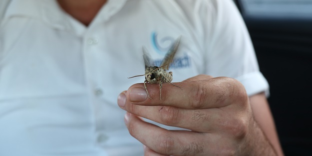 Alanya’da ortaya çıktı! Dünyada bile ender rastlanıyor