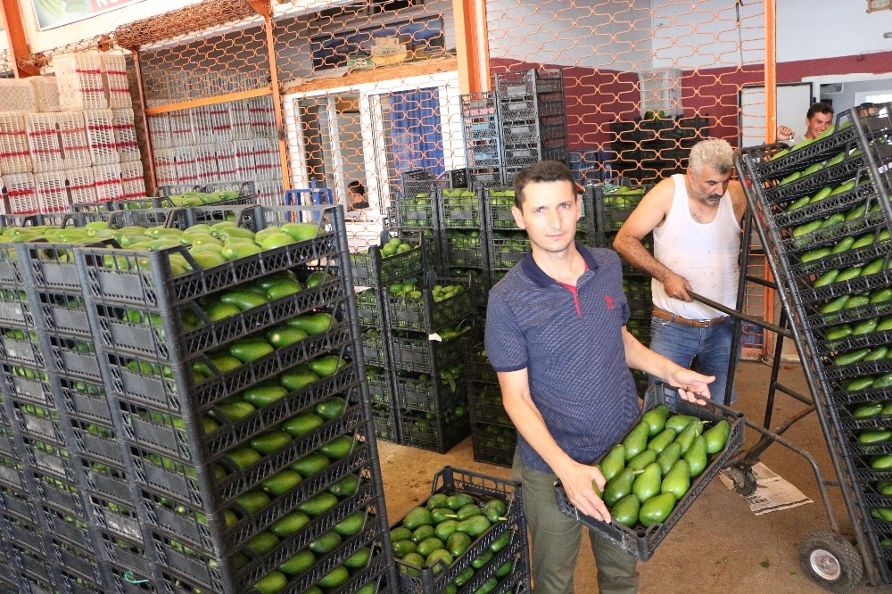 Alanya’dan Polonya’ya ilk kez avokado ihracatı başladı 
