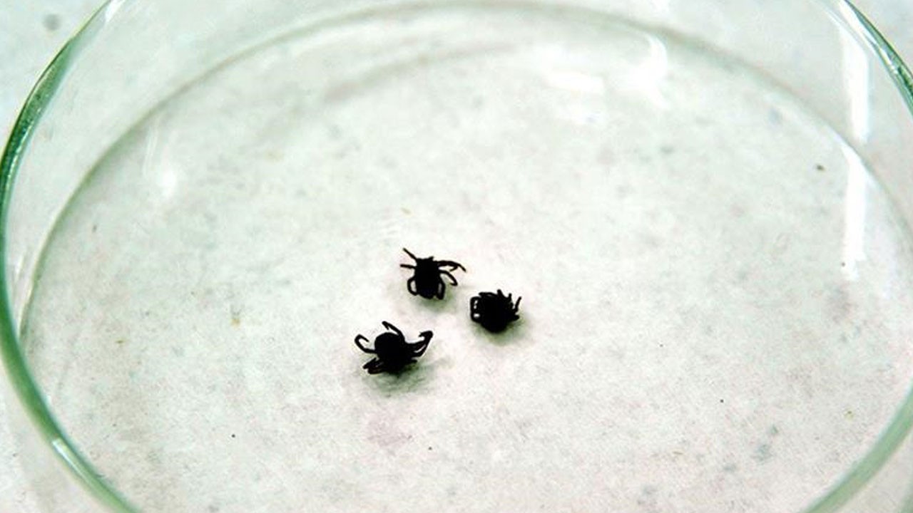 Alarm verilmiş durumda! Yazın KKKA’ya karşı dikkatli olun