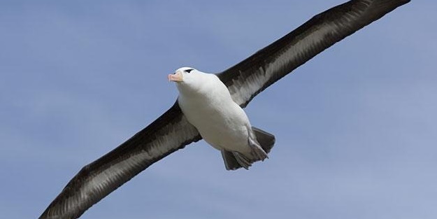 Albatrosların uçuş yeteneği..