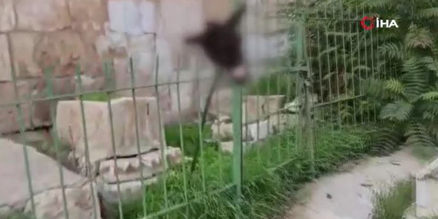 Alçaklar! Yahudinin Müslüman mezarlığında yaptığı mide bulandırdı