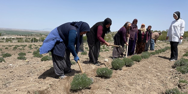 Aldığı hibe fide desteğiyle tarlasında lavanta yetiştiriyor