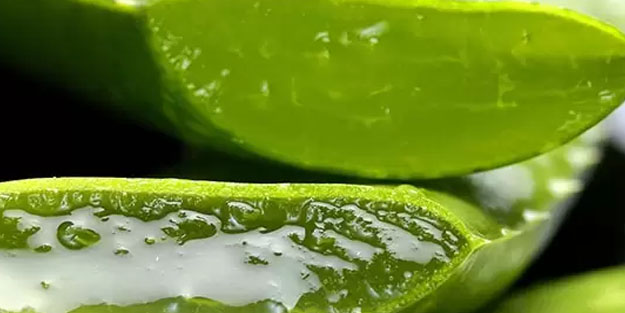 Aleo vera bakımı nasıl yapılır? Aleo vera hakkında her şey!