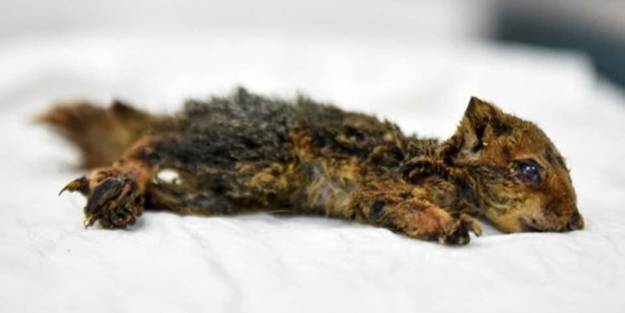 Alevlerden kurtulan yavru sincap yoğun bakımda tedavi görüyor