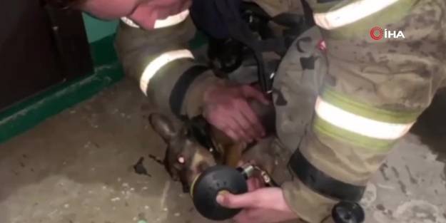 Alevlerin arasında kalan köpek oksijen maskesiyle kurtarıldı
