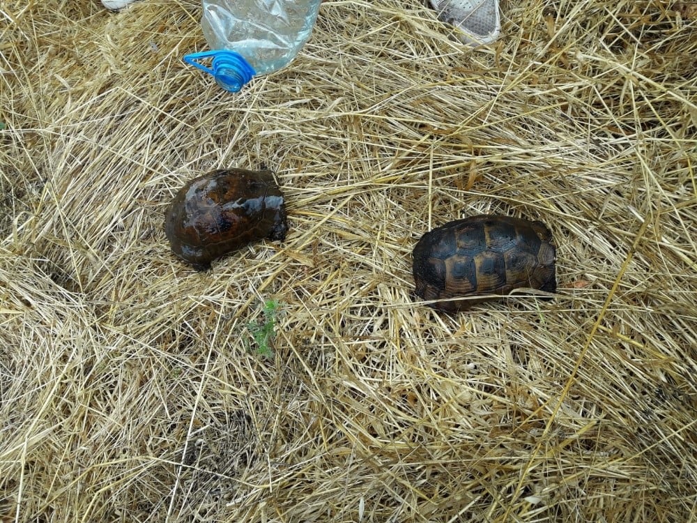 Alevlerin arasından çıkardılar, kurtarmak için seferber oldular 