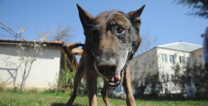 'Alfa' uyuşturucu tacirlerinin kabusu