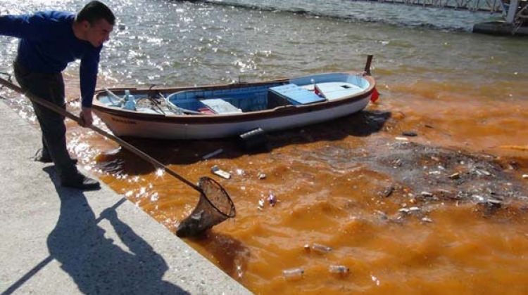 Alg patlaması: Denizin rengi değişti!