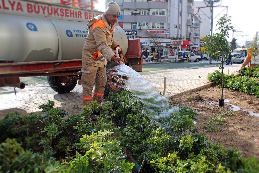 Ali Çetinkaya Caddesinde peyzaj çalışması 