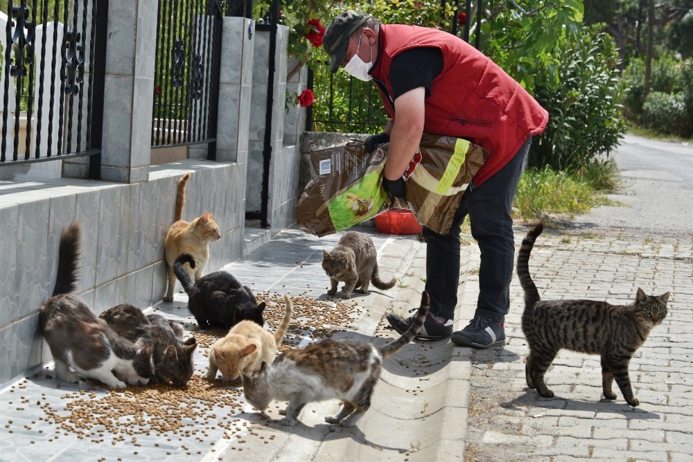 Aliağa Belediyesi mama dağıtımlarını sürdürüyor 
