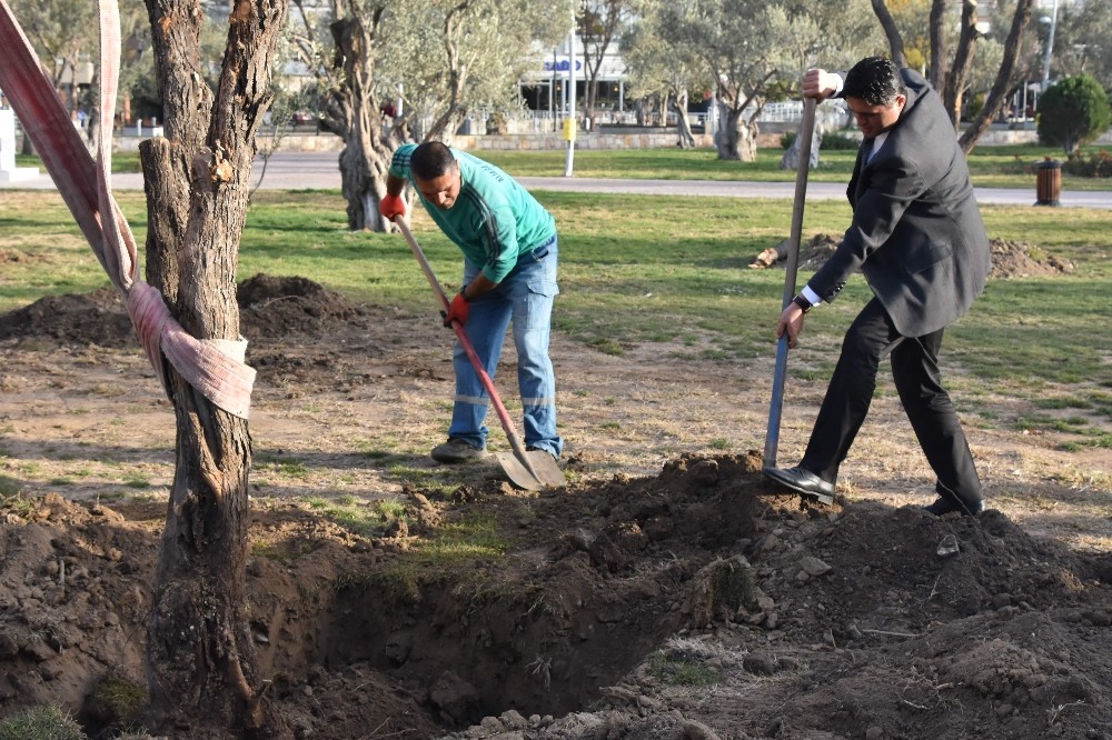 Aliağa Belediyesinin hedefi 5 bin zeytin ağacı 