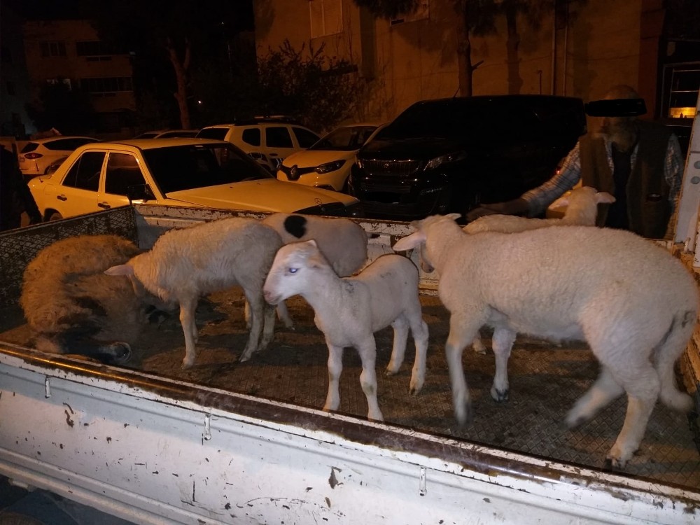 Aliağa’da çiftçinin koyunlarını gasp eden 5 kişi tutuklandı 